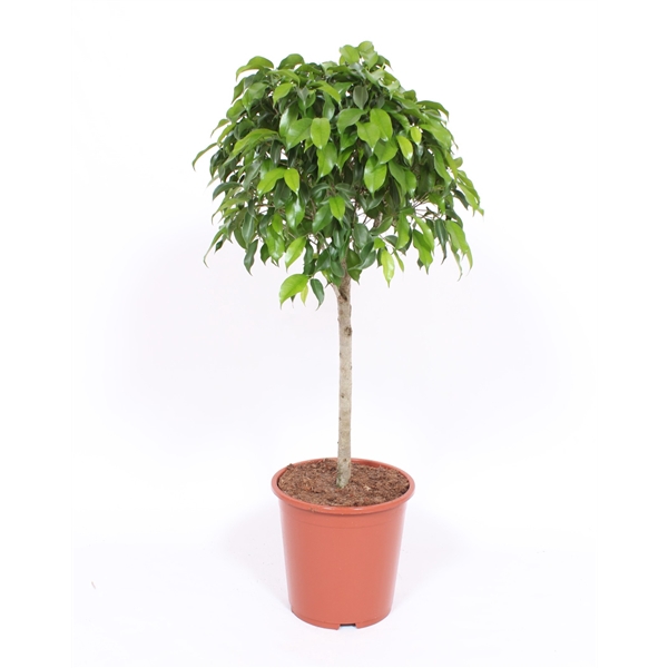 <h4>Ficus Columnar</h4>