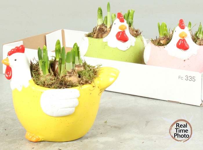 <h4>ARR NARCISSUS</h4>