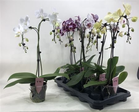 <h4>Phal Gem 2 Branches 14+</h4>