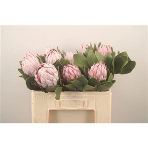 Protea Cynaroides Ex