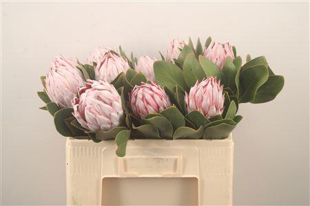 <h4>Protea Cynaroides Ex</h4>