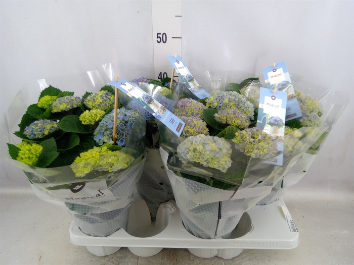 <h4>Hydrangea mac. 'Magical Revolution'</h4>