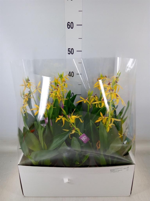 <h4>Orchideeen   ...</h4>