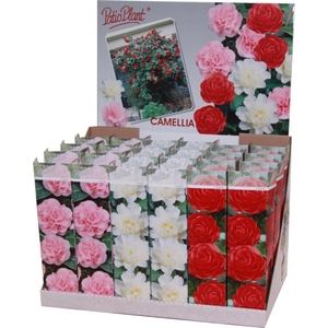 Camellia Jap Gemengd