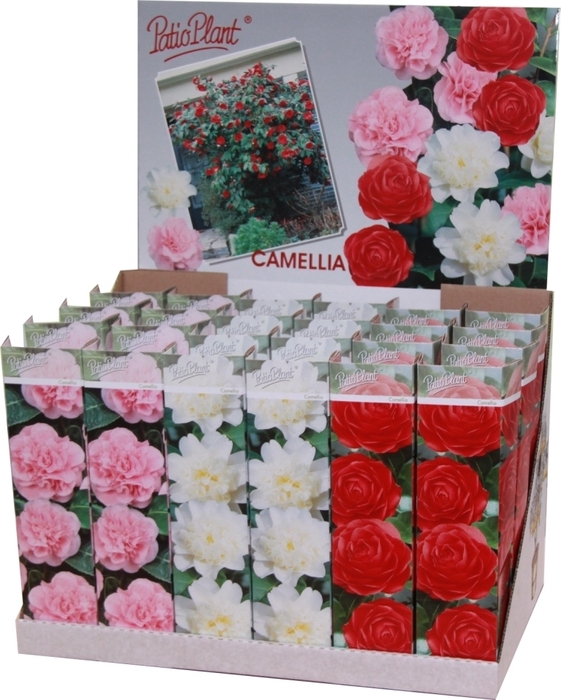 <h4>Camellia Jap Gemengd</h4>