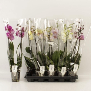 PHAL GEM 6 KL