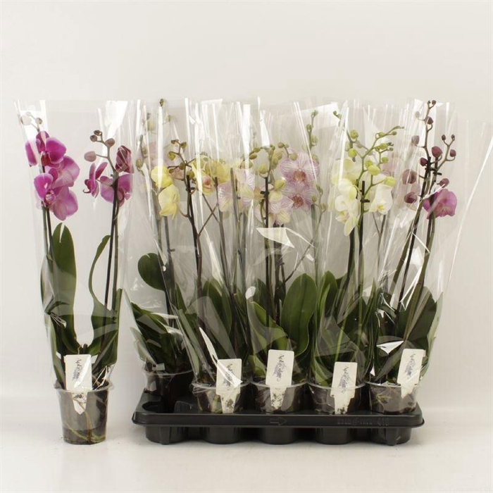 <h4>PHAL GEM 6 KL</h4>