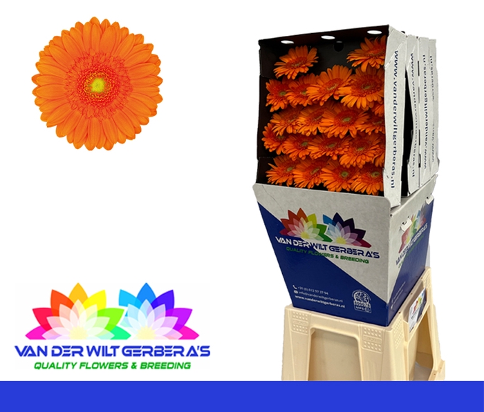 <h4>Germini Max Diamond</h4>