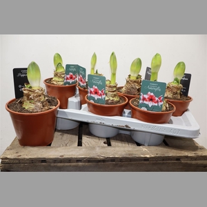 Hippeas Stardust Exclusief