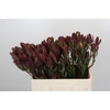 Leucadendron Senorita Spray