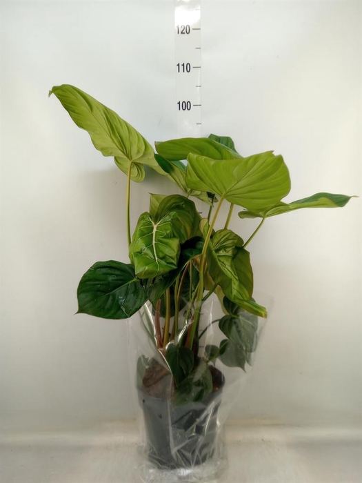 <h4>Philodendron ...</h4>