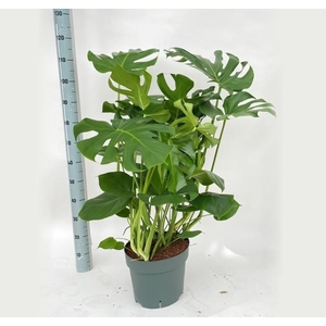 MONSTERA DELICIOSA