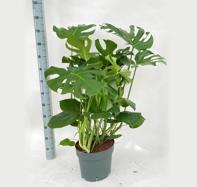 <h4>MONSTERA DELICIOSA</h4>