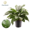 Aglaonema Silver Bay