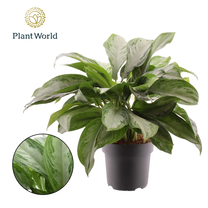 <h4>Aglaonema Silver Bay</h4>