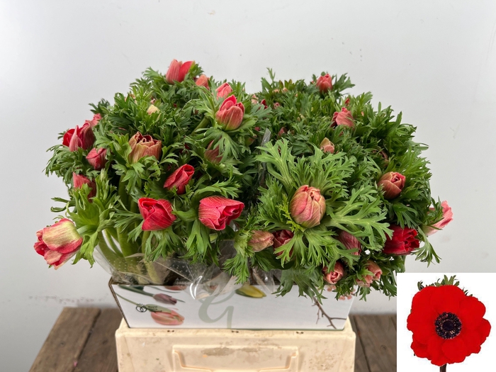 <h4>ANEM CO MAR RED</h4>