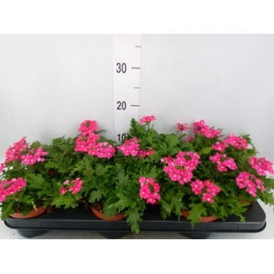 Verbena  'Magelana Magic Rose'