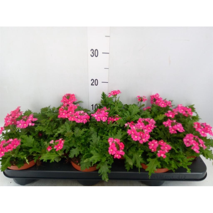 <h4>Verbena  'Magelana Magic Rose'</h4>