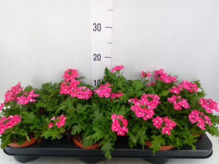 Verbena  'Magelana Magic Rose'
