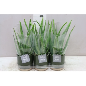Aloe Vera Julia Groen Keramiek