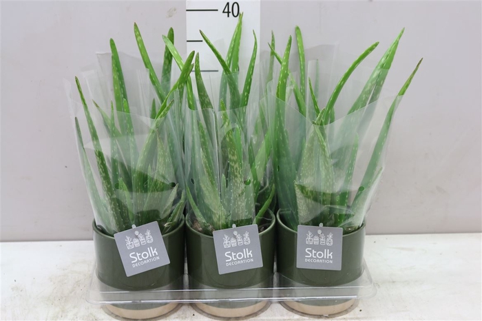 <h4>Aloe Vera Julia Groen Keramiek</h4>