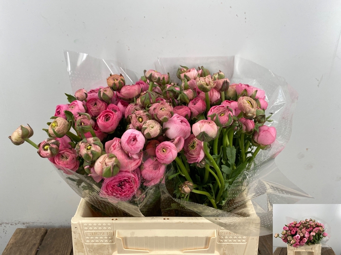 <h4>RAN EL PINK</h4>