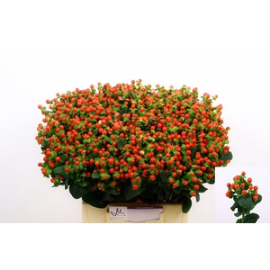 Hyp Tomato Flair Red 40 cm Marginpar