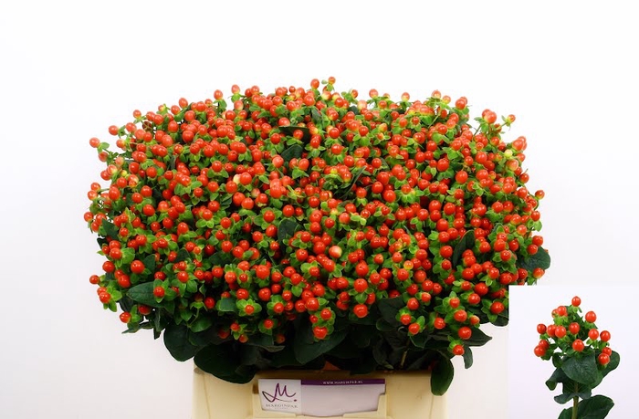 <h4>Hyp Tomato Flair Red 40 cm Marginpar</h4>