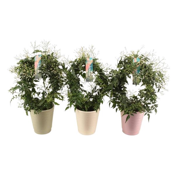<h4>Jasminum boog keramiek Sarah scores voorjaar 13 cm (Jasmijn) (roze, wit, groen)</h4>