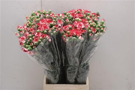 <h4>Di Tr Minuetto</h4>