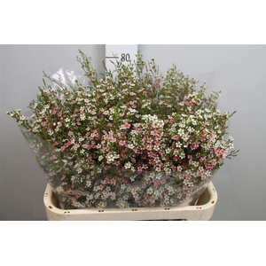 Chame Un My Sweet 16