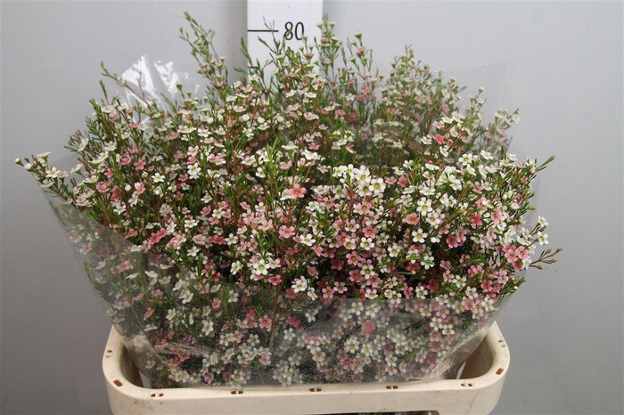 <h4>Chame Un My Sweet 16</h4>