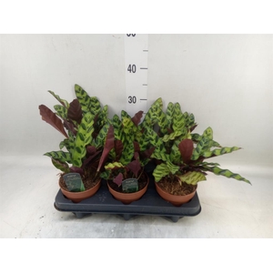 Calathea lancifolia