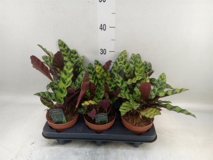<h4>Calathea lancifolia</h4>