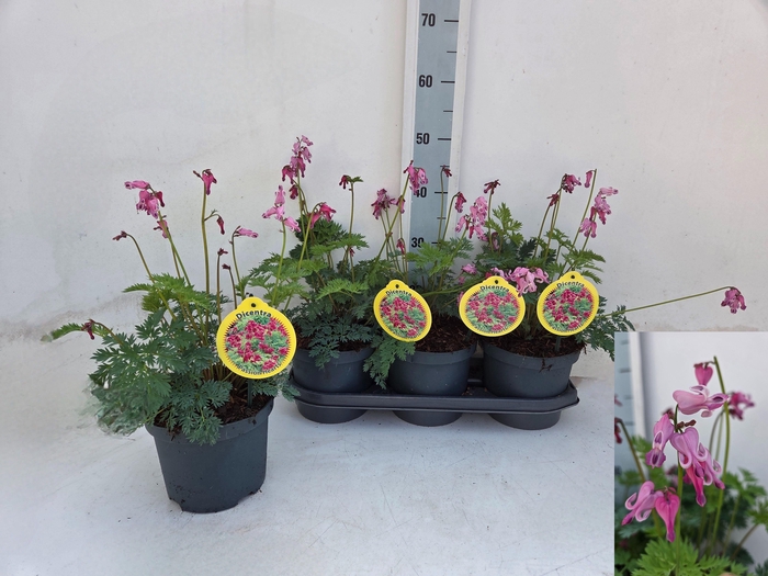 <h4>DICE FO LUXURIANT</h4>