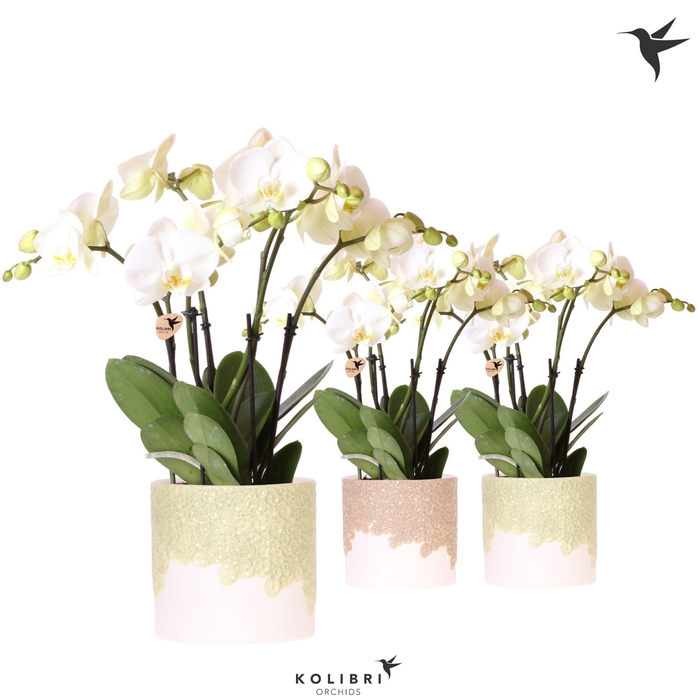 <h4>Kolibri Orchids Phalaenopsis Jewel Ghent 4 spike in Bloom pot sand mix</h4>