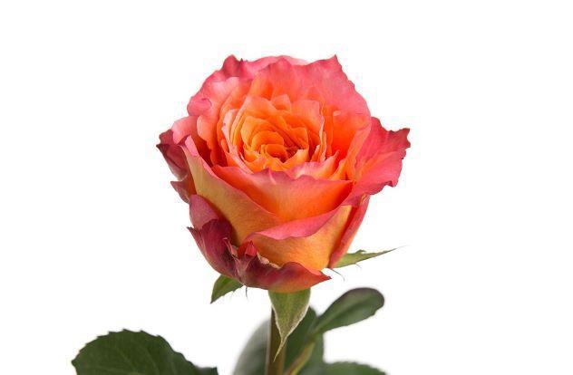 <h4>R GR FREE SPIRIT</h4>