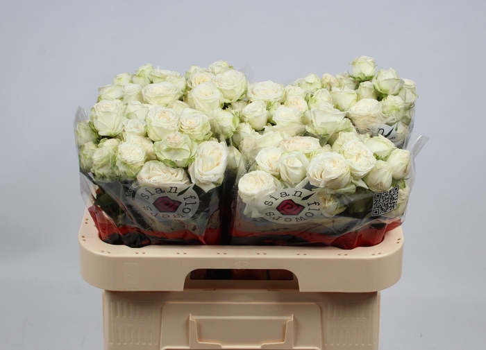 <h4>R TR ROYAL PARK</h4>