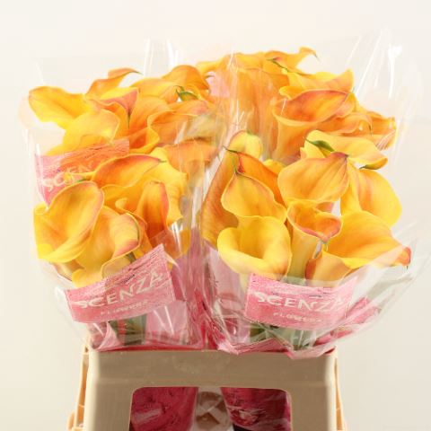 <h4>Calla Captain Odeon</h4>