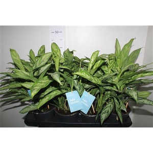 Aglao Silver Queen C