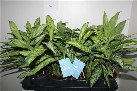 <h4>Aglao Silver Queen C</h4>