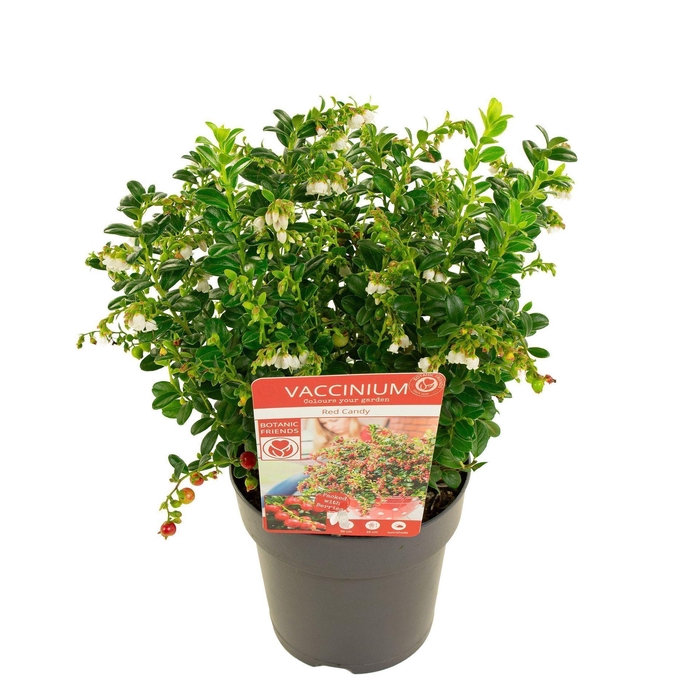 Kalmia Rubra