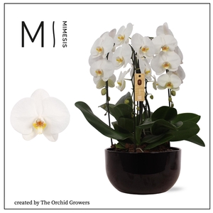 Mimesis Phal. Arrangement Crown White - 4 spike 26cm in Saskia Black ceramic