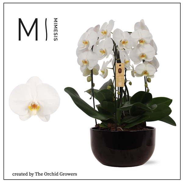 <h4>Mimesis Phal. Arrangement Crown White - 4 spike 26cm in Saskia Black ceramic</h4>