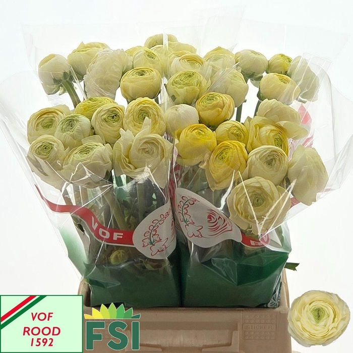 <h4>RAN AAZUR CREAM</h4>