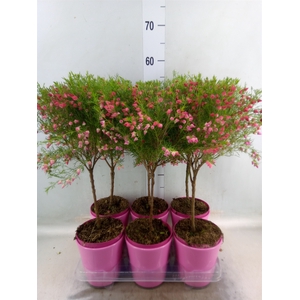 Boronia heterophylla