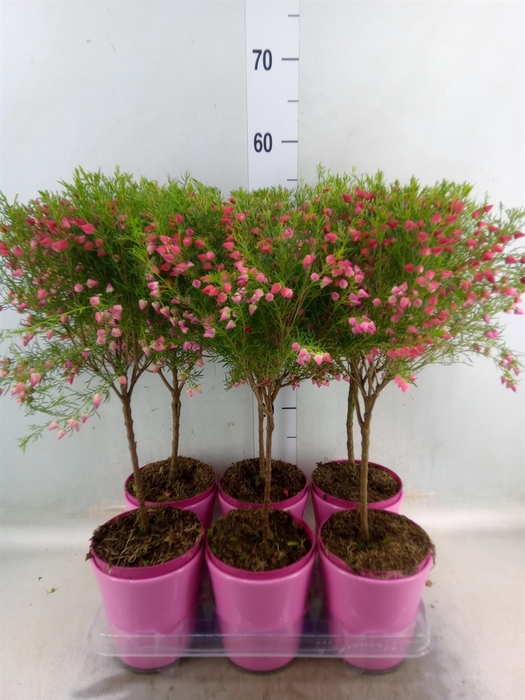 <h4>Boronia heterophylla</h4>