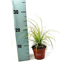 Carex Evercolor Eversheen