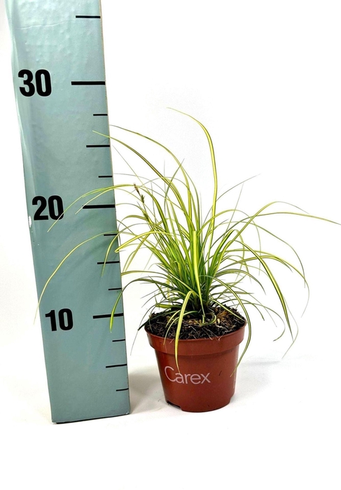 <h4>Carex Evercolor Eversheen</h4>