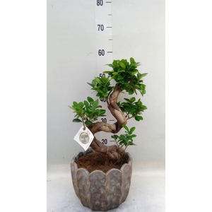 Ficus microcarpa 'Ginseng'